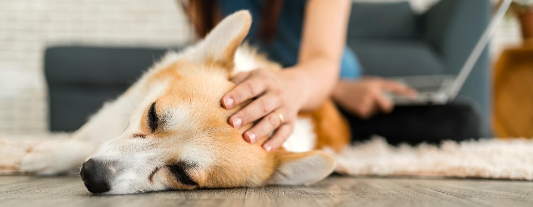 a dog lying on the floor